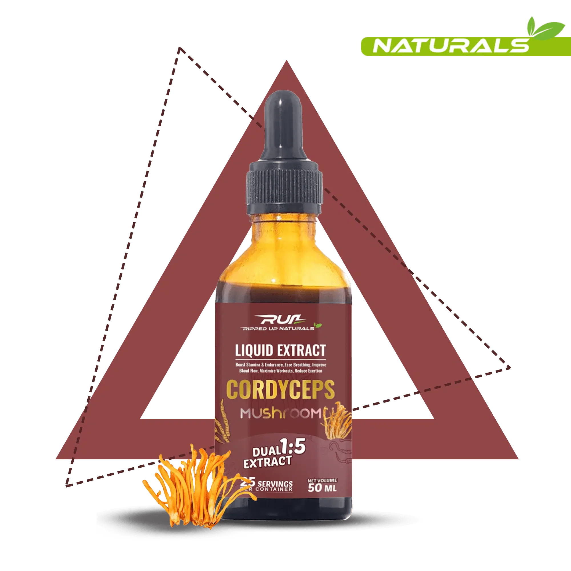 Cordyceps Mushroom Liquid Extract - Image 4